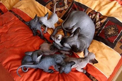 Kanadský Sphynx