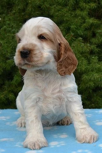 Anglický kokršpaněl s PP