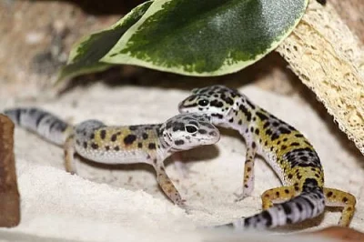 gekončík noční (Eublepharis  macularius)