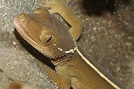 gekon pruhovaný (Gekko vittatus)