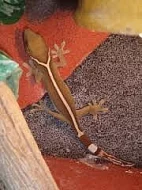 gekon pruhovaný (Gekko vittatus)