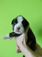 Německý boxer štěňata