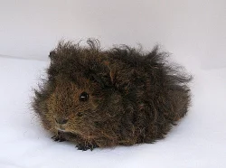 Morčata na mazlení