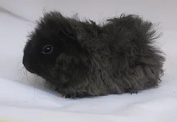 Morčata na mazlení