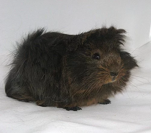 Morčata na mazlení