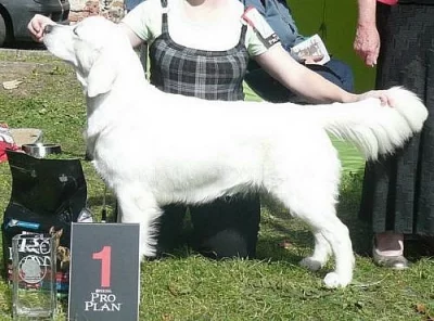 Zlatý retriever - štěňata s PP