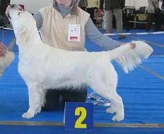 Zlatý retriever - štěňata s PP