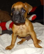 Německý boxer - fenka