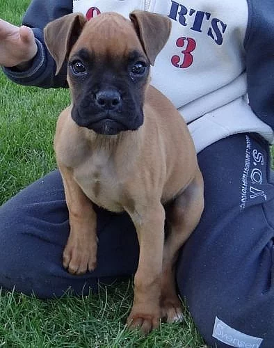 Německý boxer - fenka