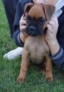 Německý boxer - fenka