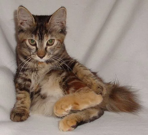 Kurilský bobtail s PP