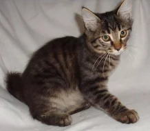 Kurilský bobtail s PP