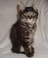 Kurilský bobtail s PP