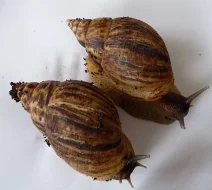 Achatina Reticulata - mimina