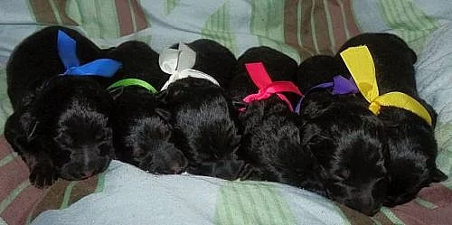 Chodský pes - štěňata s PP