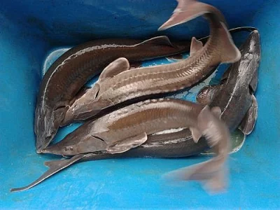 Prodej jeseterů sibyřských a ruských od 2 do 12 kg