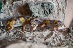 gekončík noční (Eublepharis  macularius)