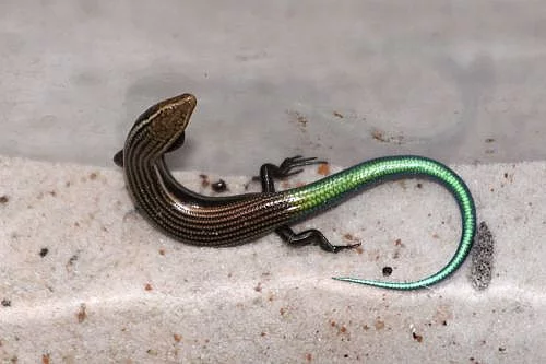 scink šestipruhý (Chalcides sexlineatus)