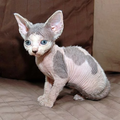 Sphynx koťátka bez pp