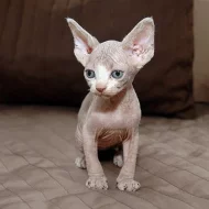 Sphynx koťátka bez pp