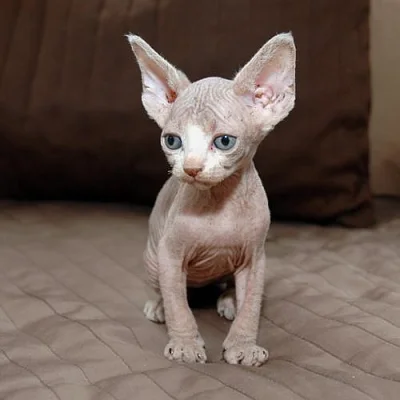 Sphynx koťátka bez pp