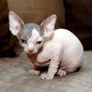 Sphynx koťátka bez pp