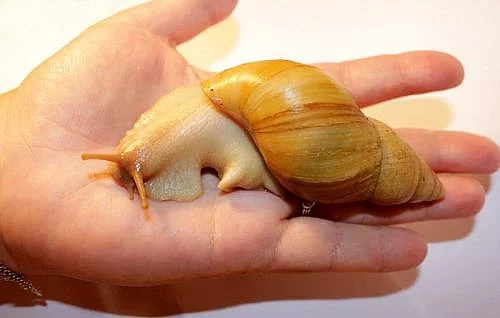 Achatina Iredalei
