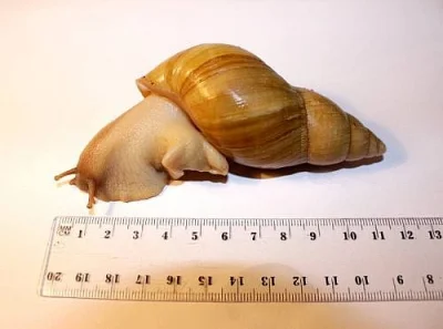 Achatina Iredalei