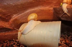 Achatina Iredalei