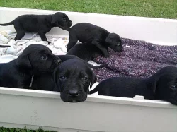 Štěňata labrador s ohařem 