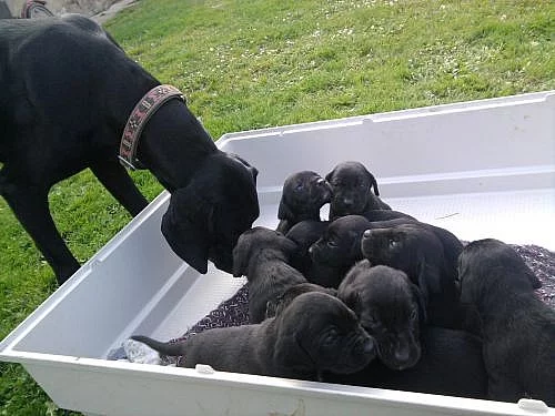 Štěňata labrador s ohařem 