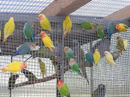 AGAPORNIS RUŽOHRDLÝ OPALÍN