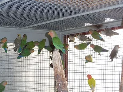 AGAPORNIS RUŽOHRDLÝ