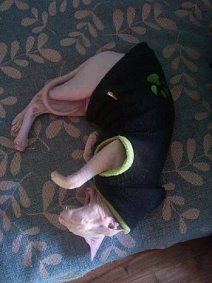 DON SPHYNX bez PP