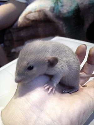 Dumbo potkánci