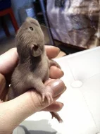 Dumbo potkánci
