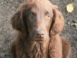 Flat coated retriever s PP - hnědá štěňátka