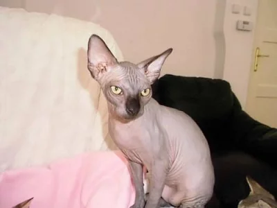 Krytí černým kocourkem Kanadský sphynx PP