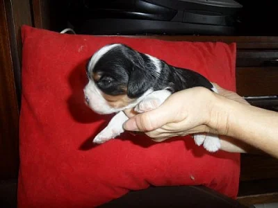 Kavalír king charles španěl