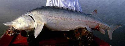 Vyzy velké 10-30kg