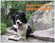 Border kolie