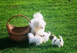 Coton de Tulear