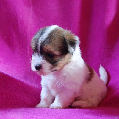 Coton de Tulear