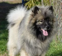 vlčí špic , keeshond