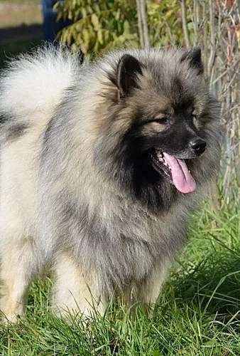 vlčí špic , keeshond