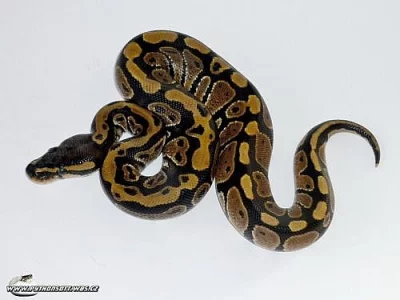 Python regius - krajta královská ochov 2013