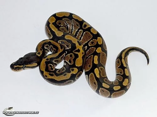 Python regius - krajta královská ochov 2013