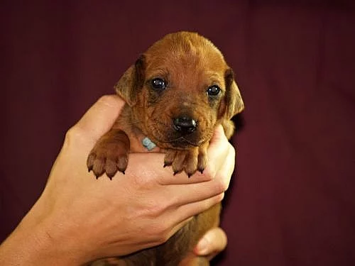Štěňátka Rhodéského Ridgebacka s PP