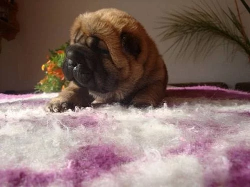 Šarpej, Shar-pei