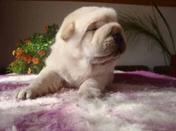 Šarpej, Shar-pei